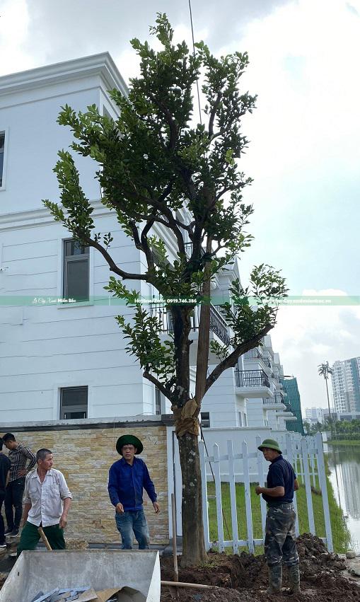 Cây bưởi biệt thự